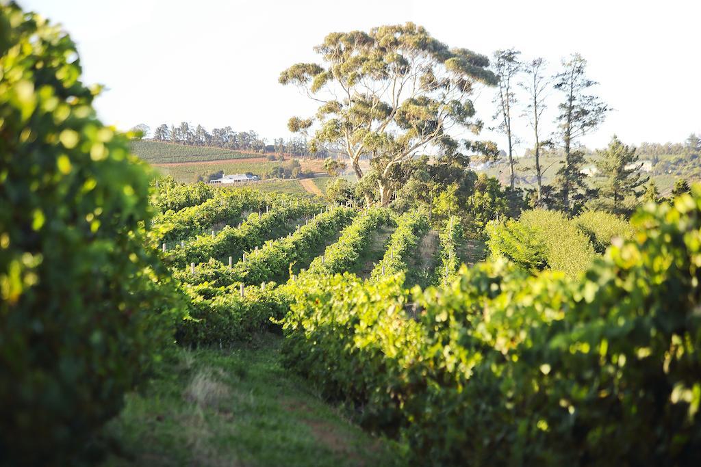 Brenaissance Wine & Stud Estate Otel Stellenbosch Dış mekan fotoğraf